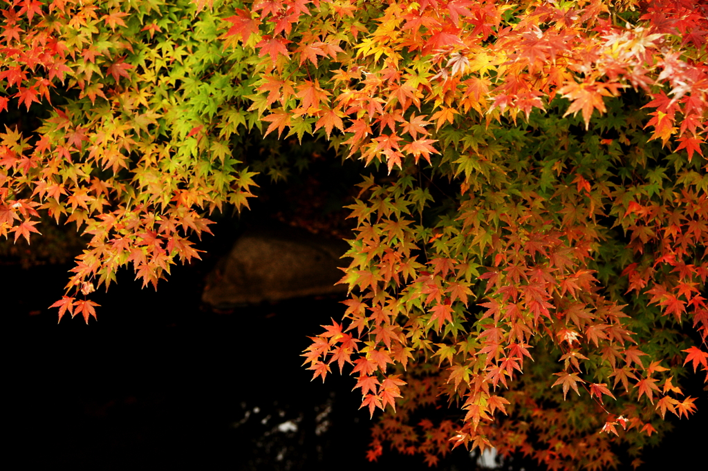 紅葉いろいろ