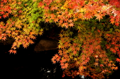 紅葉いろいろ