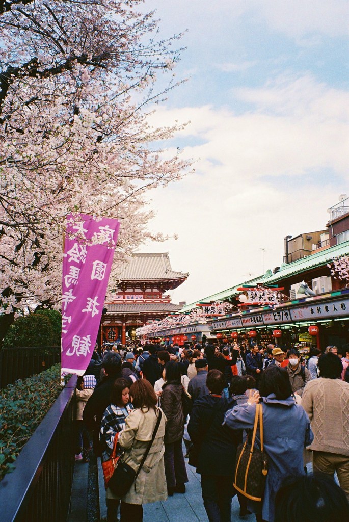 桜香る仲見世通り