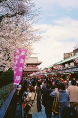 桜香る仲見世通り