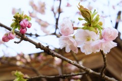 蕾と花と