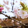 蕾と花と