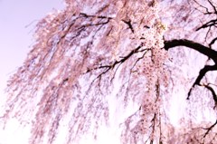 桜、降る。