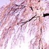 桜、降る。