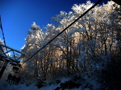 晴天の雪木