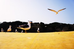 海猫