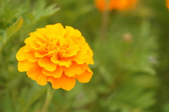 庭先の花
