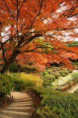 旧古河庭園～庭の入口～