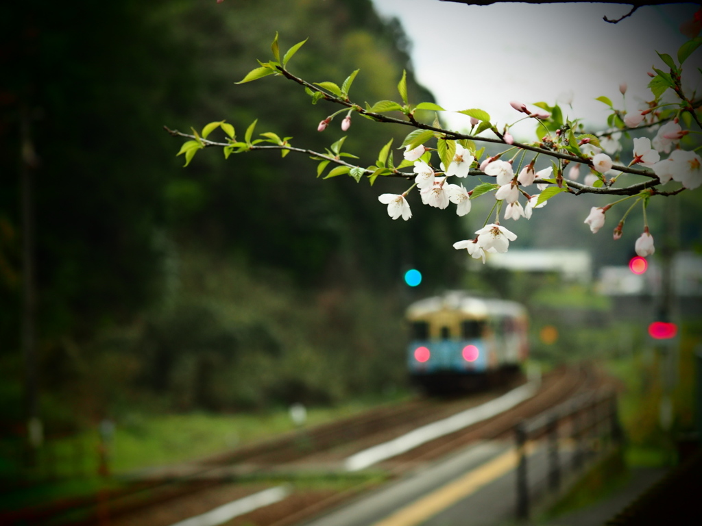 名残桜の駅