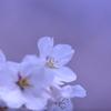 春満開・・・。