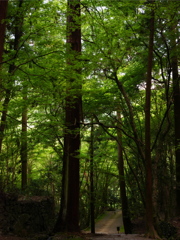 京都高雄　高山寺（4）