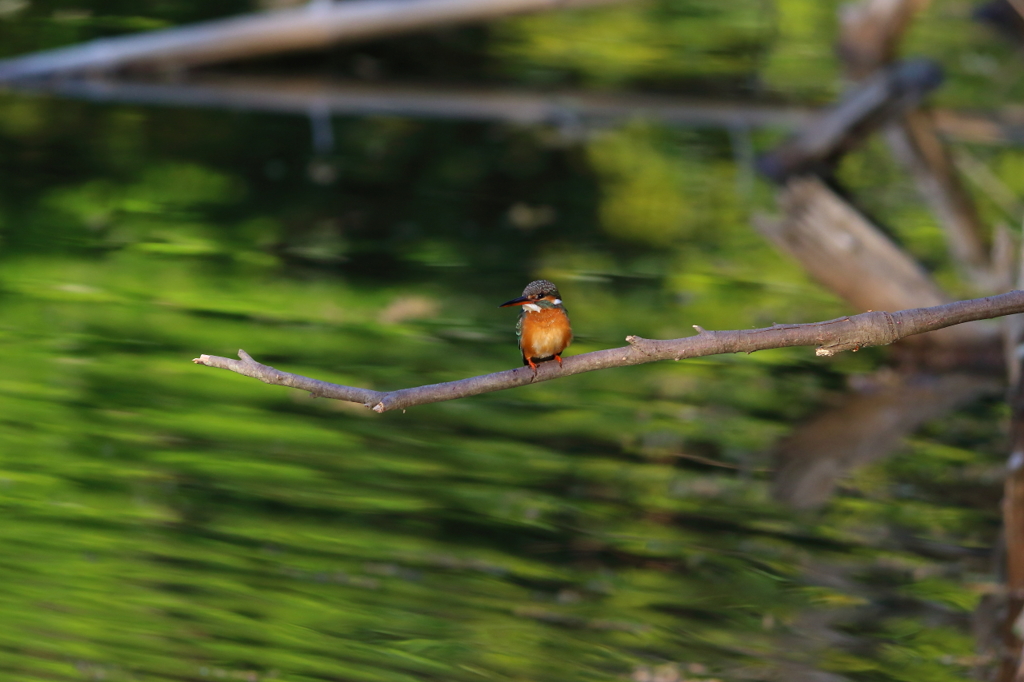 20130420・・・カワセミ