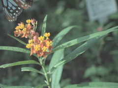 飛び立つ