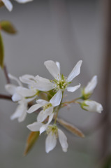 Juneberry