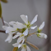 Juneberry