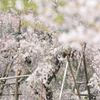 しだれ桜満開