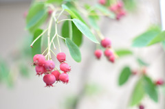 Juneberry_2