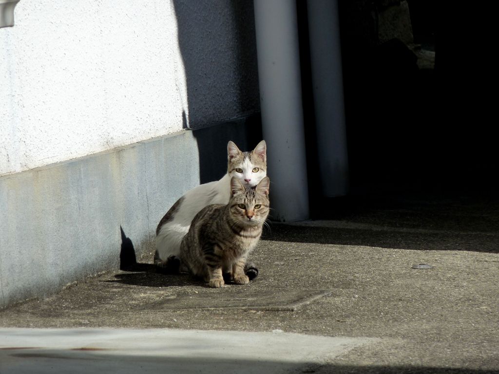 neko