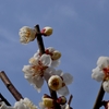 早春
