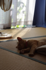 ある夏の午後