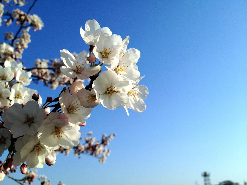 Sakura 2012