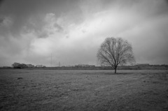 Tree1