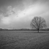 Tree1