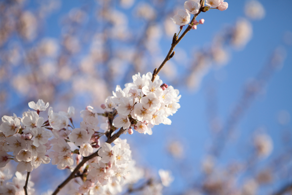 Sakura 2012 Arakawa
