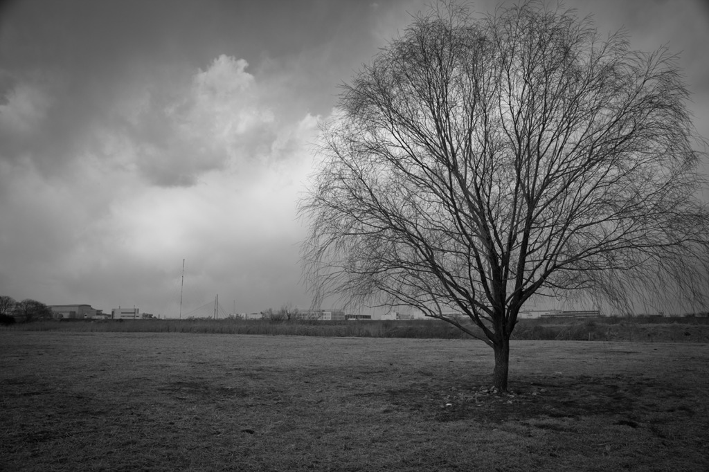 Tree3