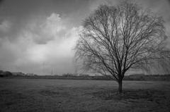 Tree3