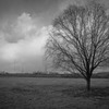 Tree3