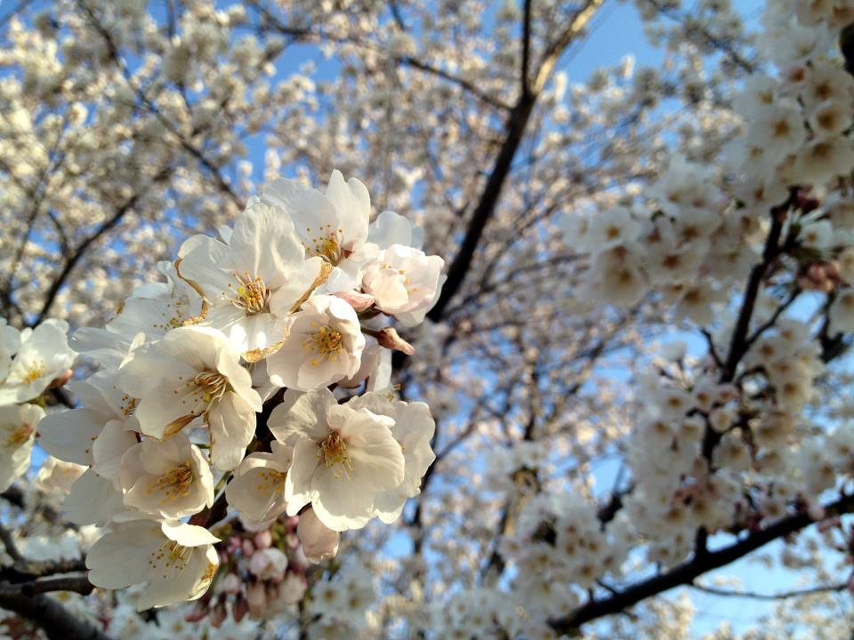 Sakura 2012