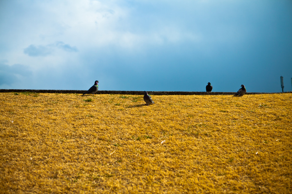 pigeons BlueSky&YellowLand