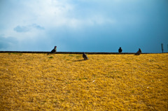 pigeons BlueSky&YellowLand