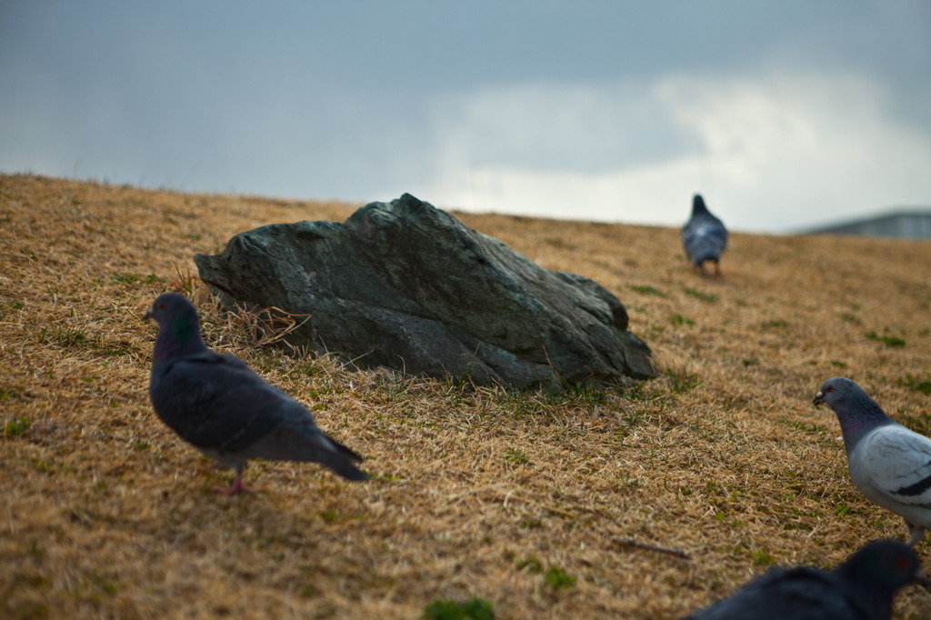 pigeons&Stone