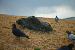 pigeons&Stone