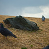 pigeons&Stone