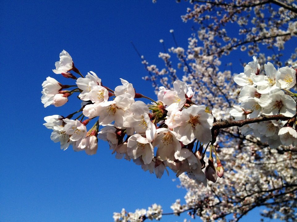 Sakura 2012