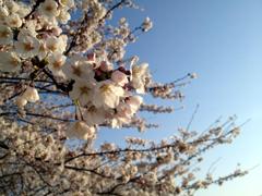 Sakura 2012