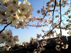 Sakura 2012
