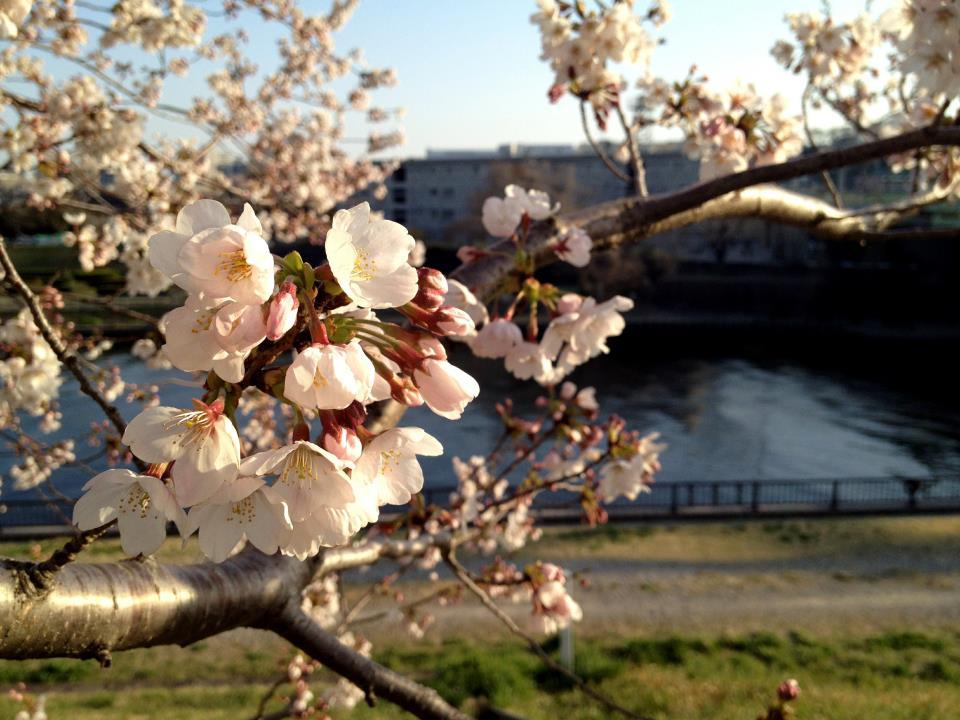 Sakura 2012