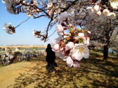 Sakura 2012
