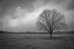 Tree2