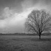 Tree2