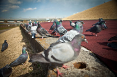pigeons