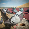 pigeons