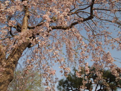 桜雨