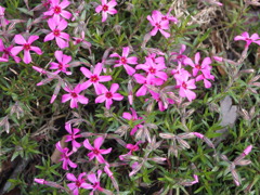 芝桜