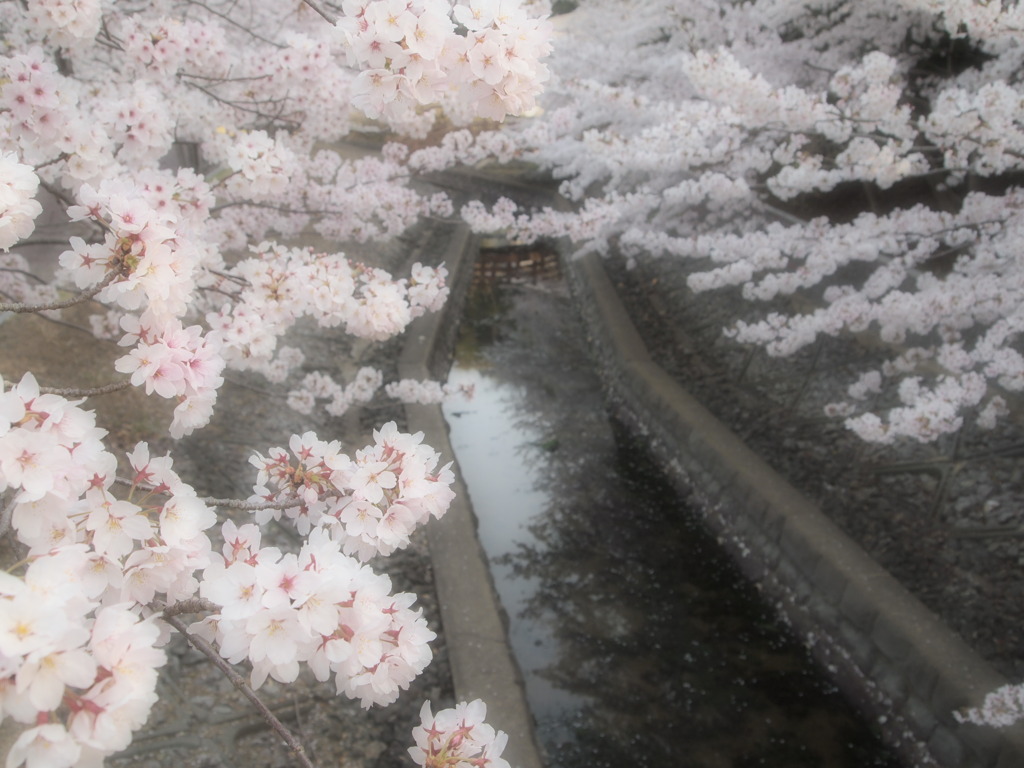 桜と川