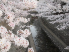 桜と川
